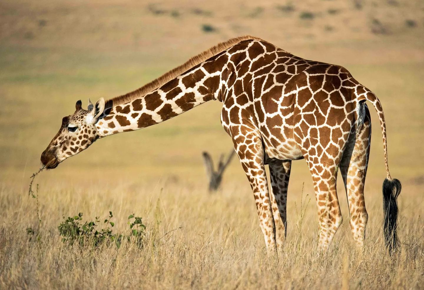 Africa Family Safari