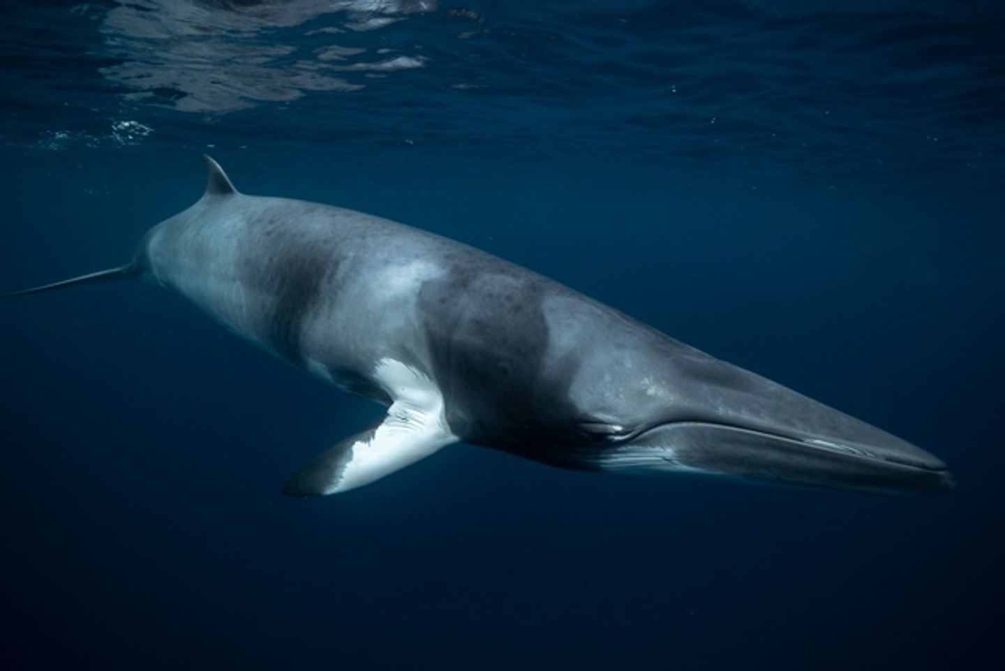 Minke Whales & Great Barrier Reef Photo Workshop