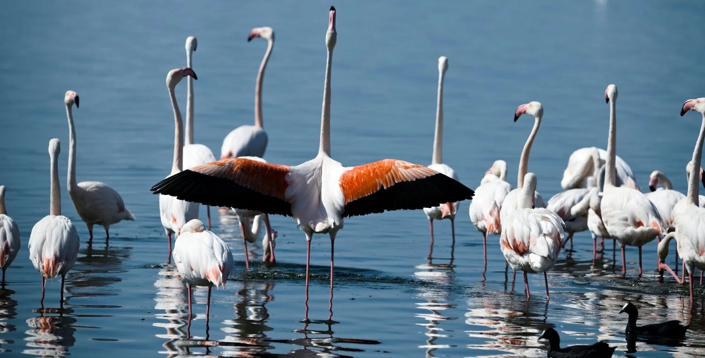 Greater Cape Town Birding Day Tour