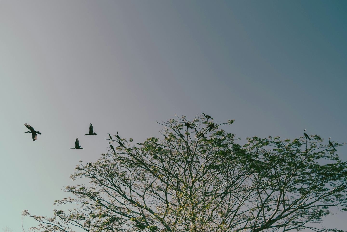 AVISTAMIENTO DE AVES