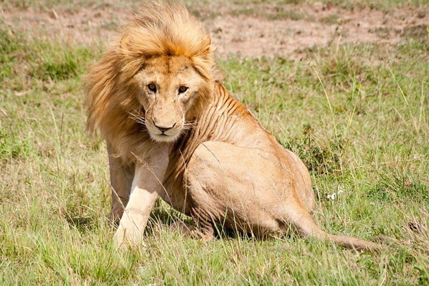 3 DAYS MASAI MARA in Masai Mara