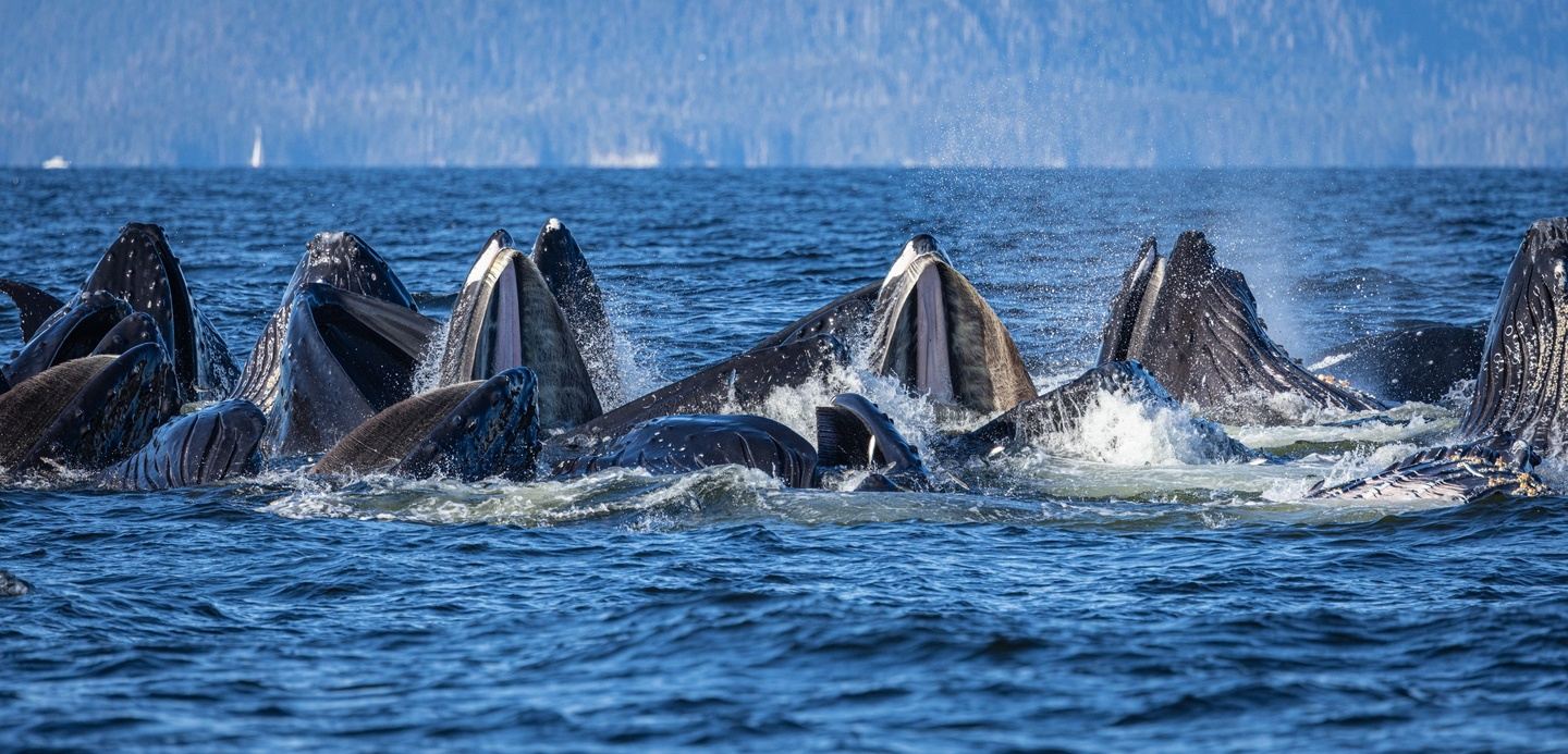 Bubble-netting Humpback Whales! 2023