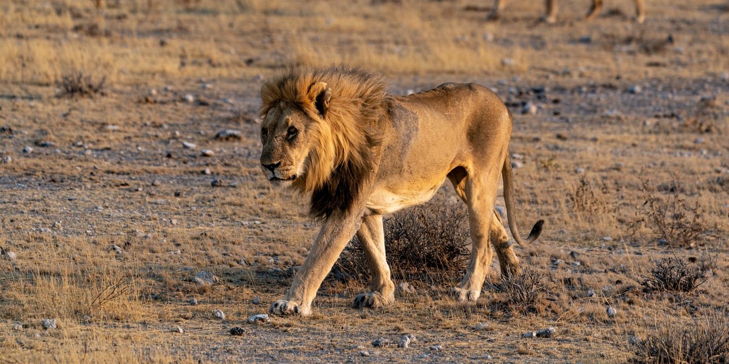 Serengeti & Ngorongoro Safari