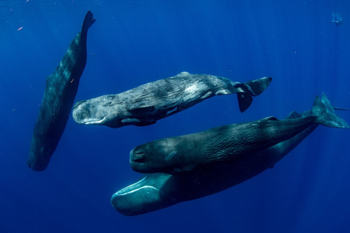 Swim with Sperm Whales, Dominica November 2026