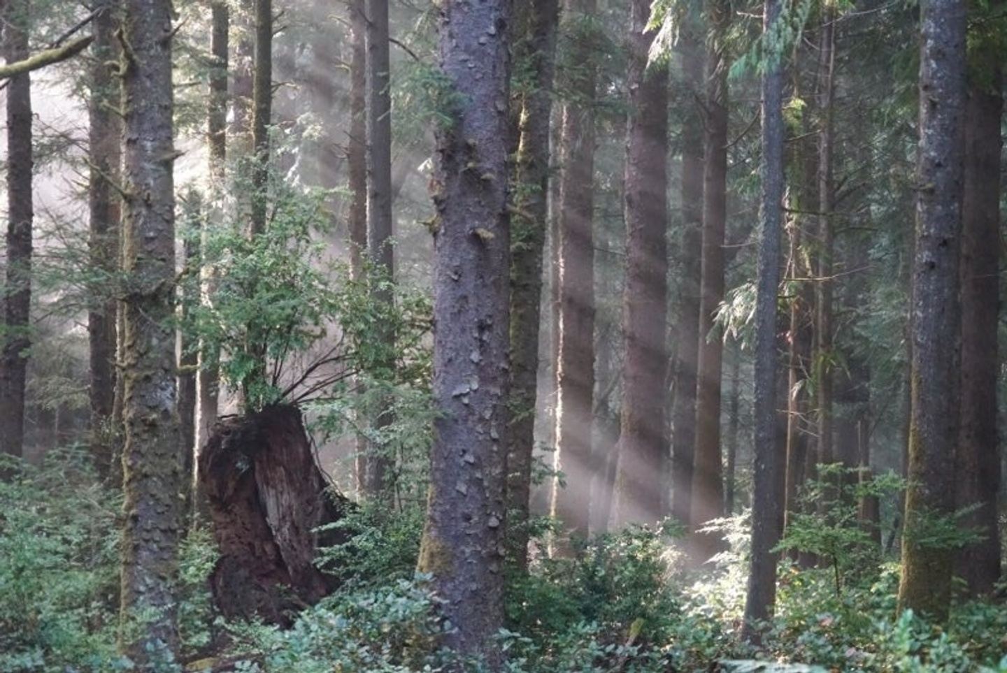 EARTH WISDOM & BELONGING: A NATURE BASED RETREAT