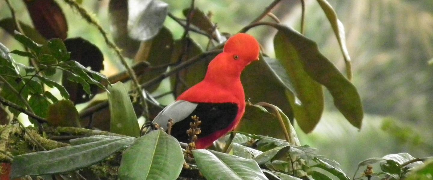 Mindo Cloud Forest Andean Cock of the Rock with Antpittas