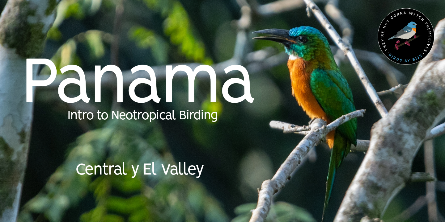 Panama - Intro to Neotropical Birding - Dec 2026