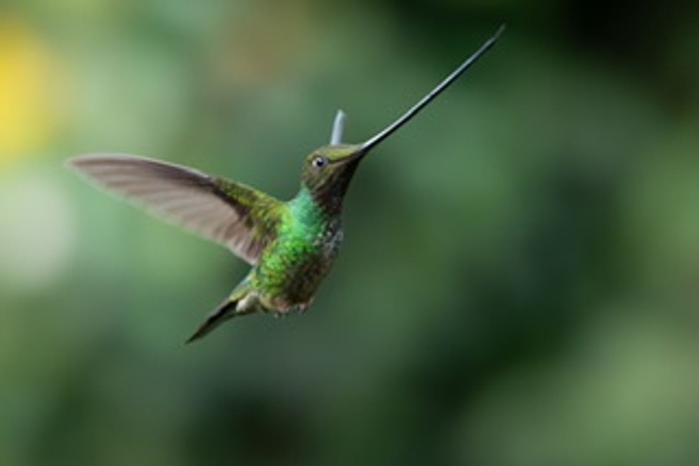 Winged Treasures Ecuador 2024