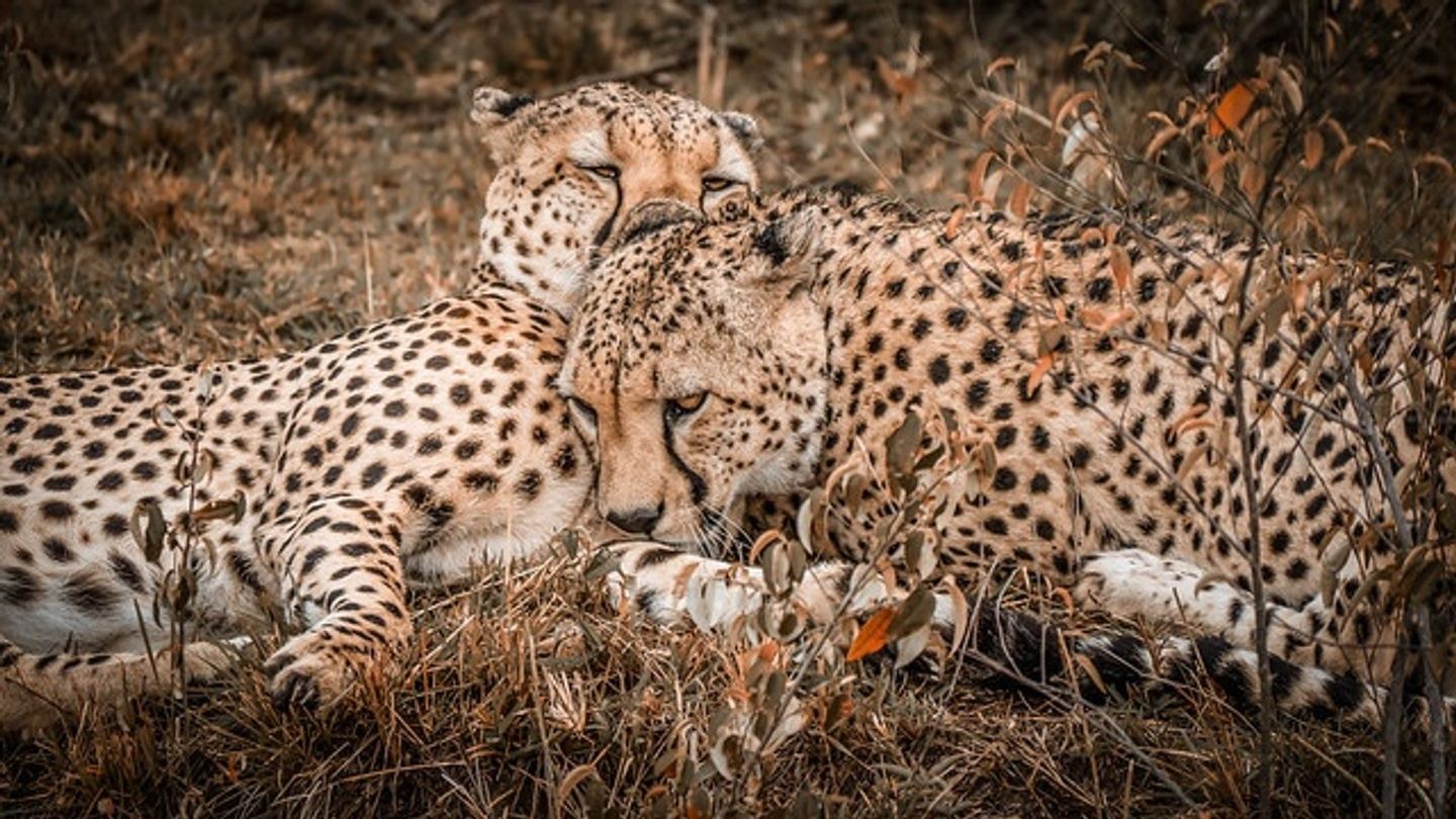 08 Days 07 Nights Safari Package NAIROBI+ABERDARE+SAMBURU+NAKURU+MARA