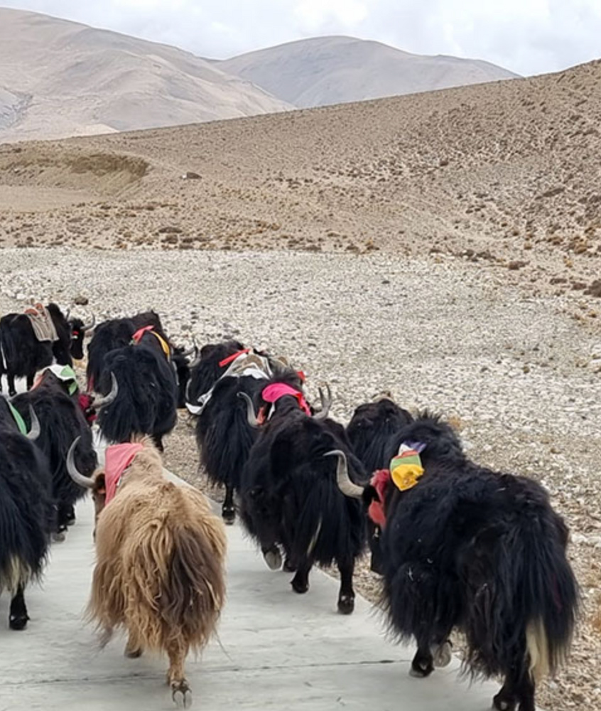Tibet - Roof of the World
