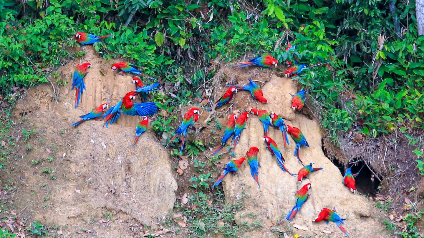 THE BIRD WATCHER TRIP: Manu Cloud Forest & Manu Wildlife Center