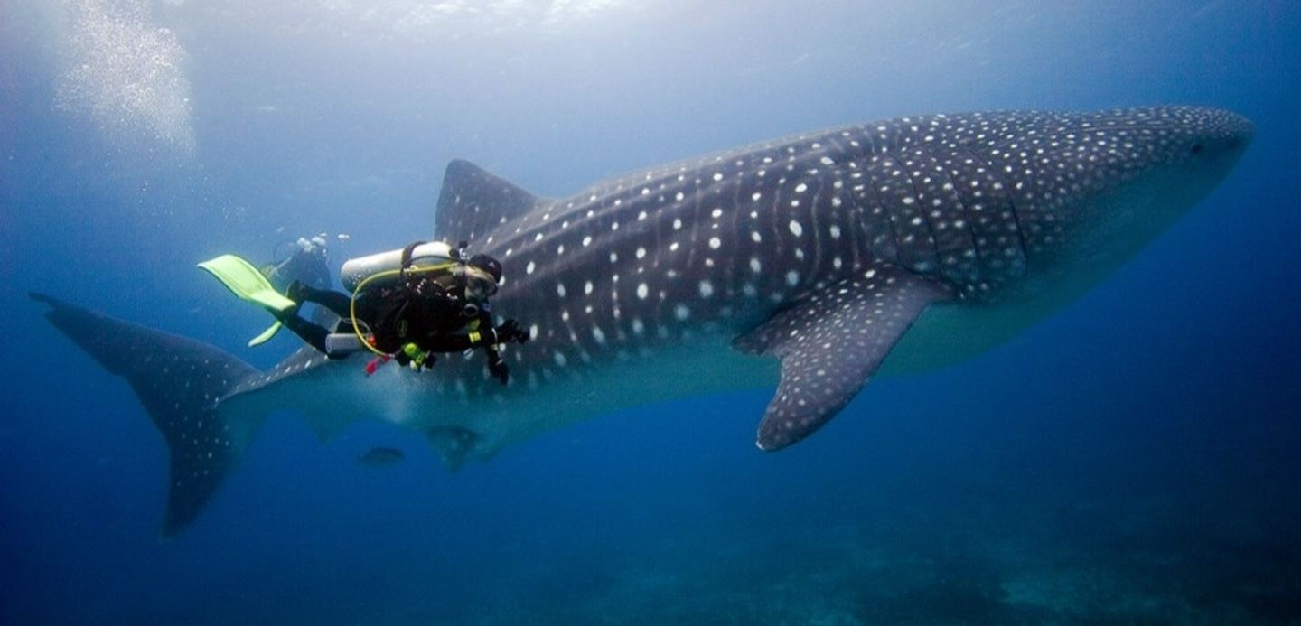 (2025, 15 days) Citizen Science Scuba Diving in the Galapagos Islands