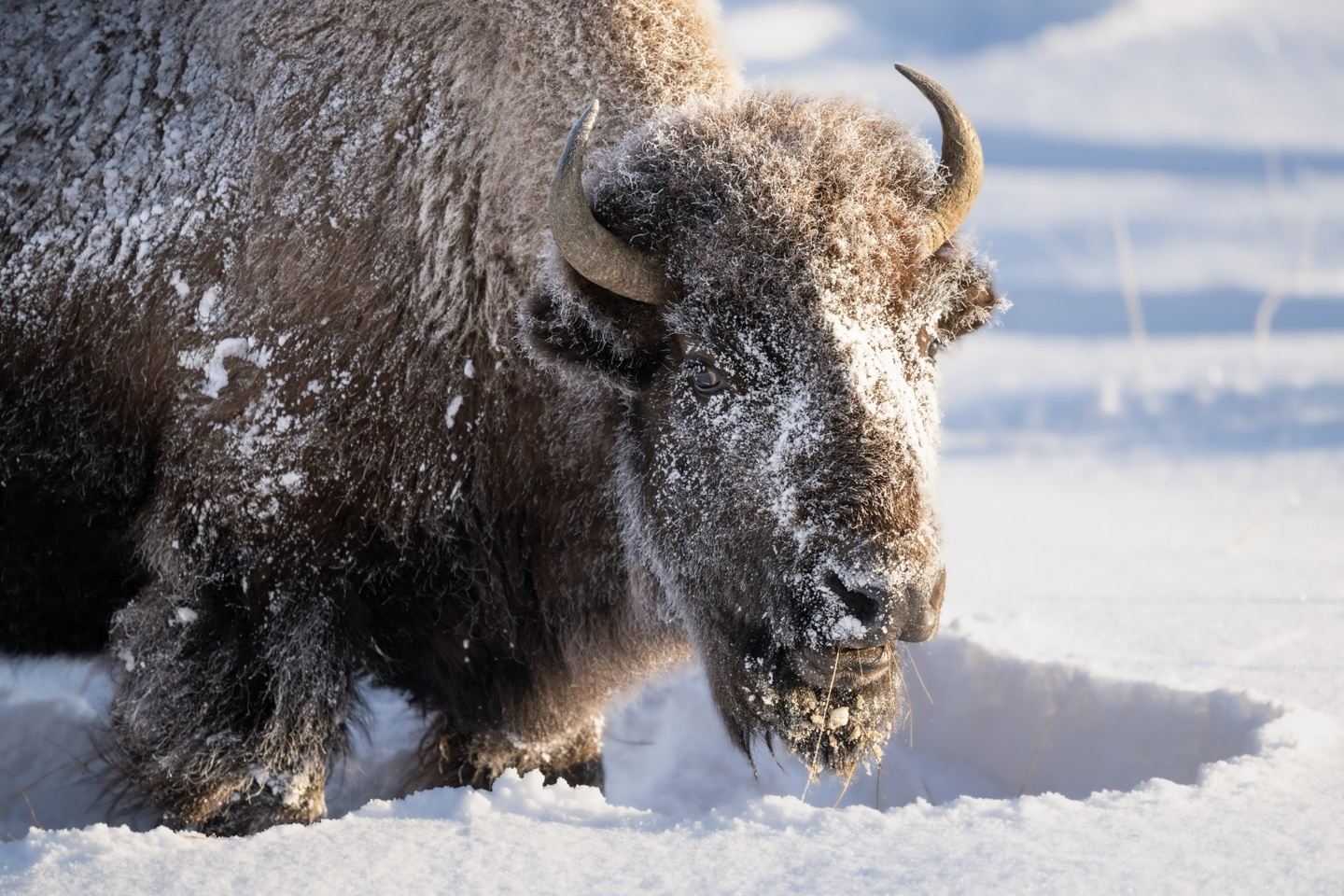 Winter in Yellowstone