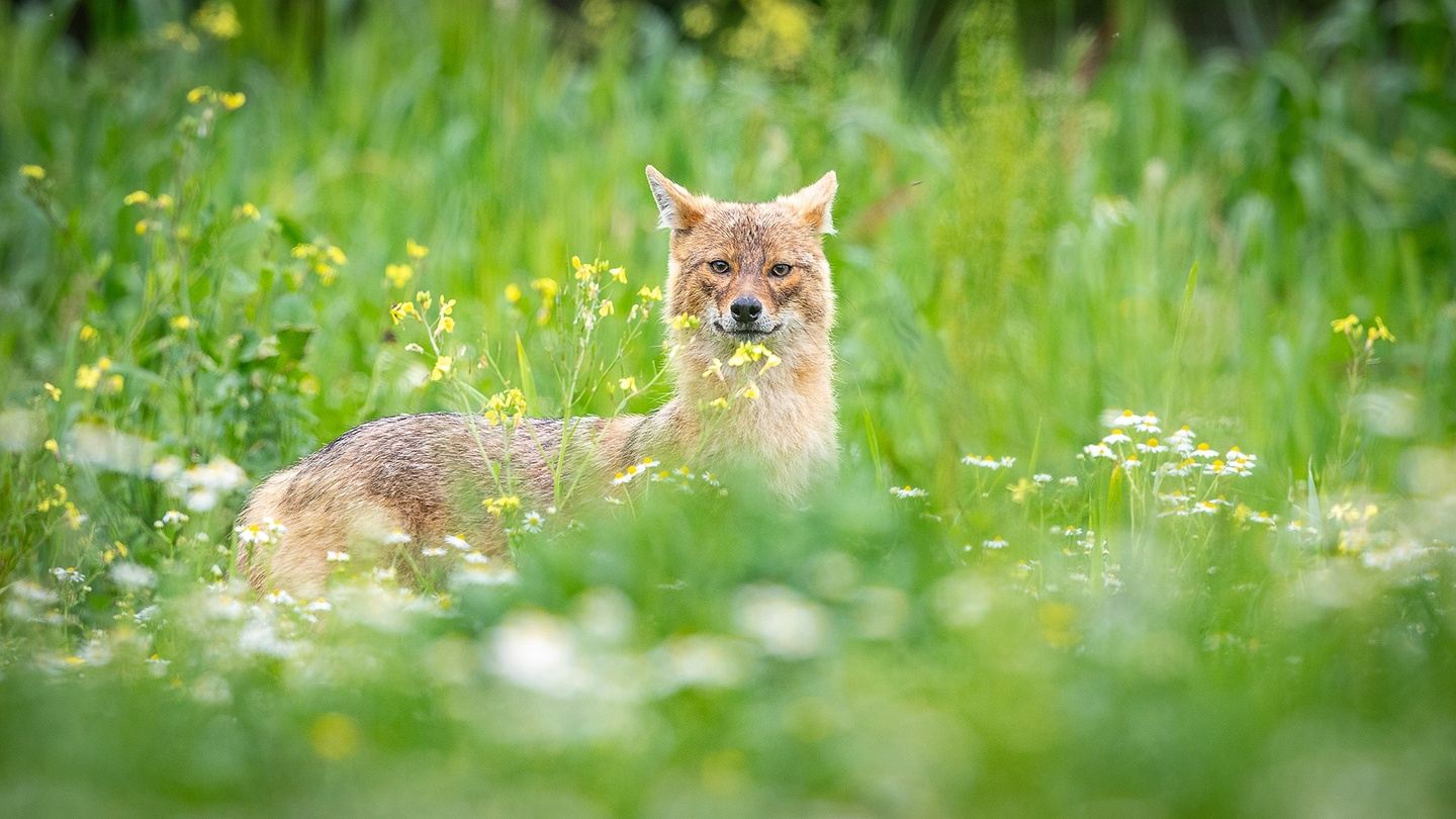 Golden Jackals