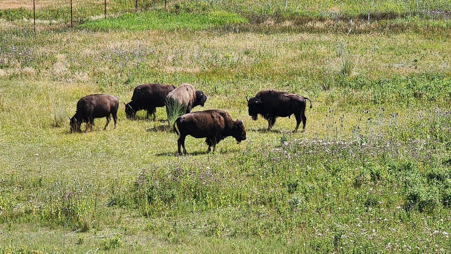 Bison Range Tour!