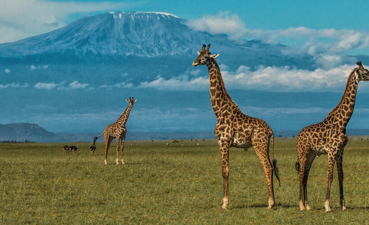 7 Days Budget Group Safari: Mara, Nakuru, Naivasha & Amboseli