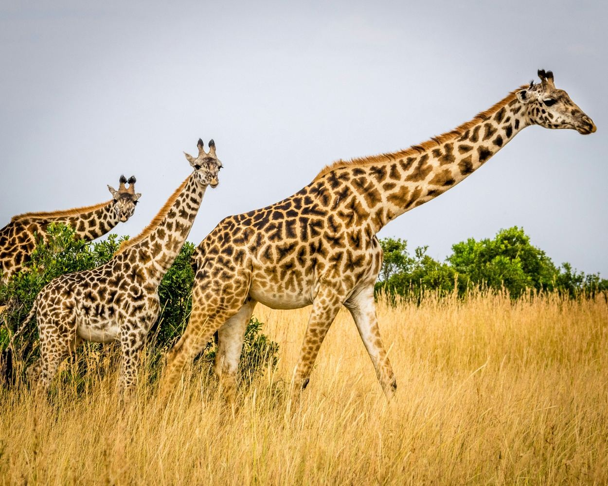 EXPERIENCE SOUTH AFRICA  Bush, beach and two vibrant cities