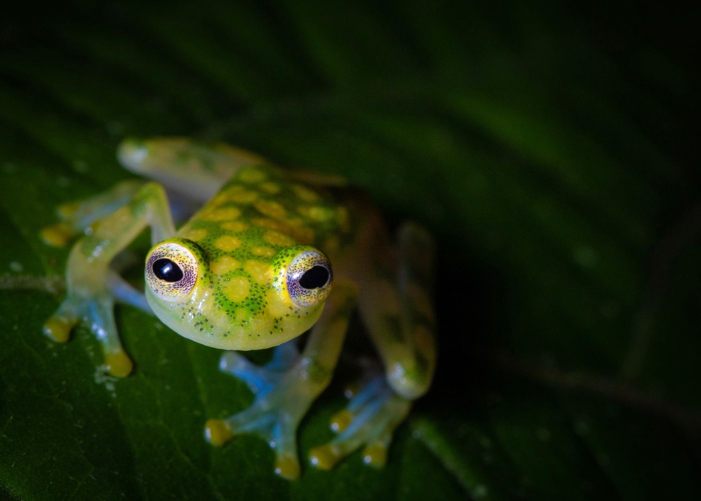Arenal Night Walk - Looking for reptiles and amphibians