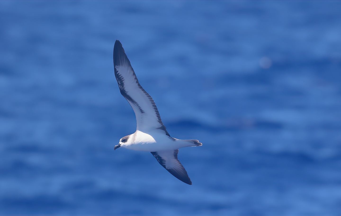 Big Island Birding Blitz