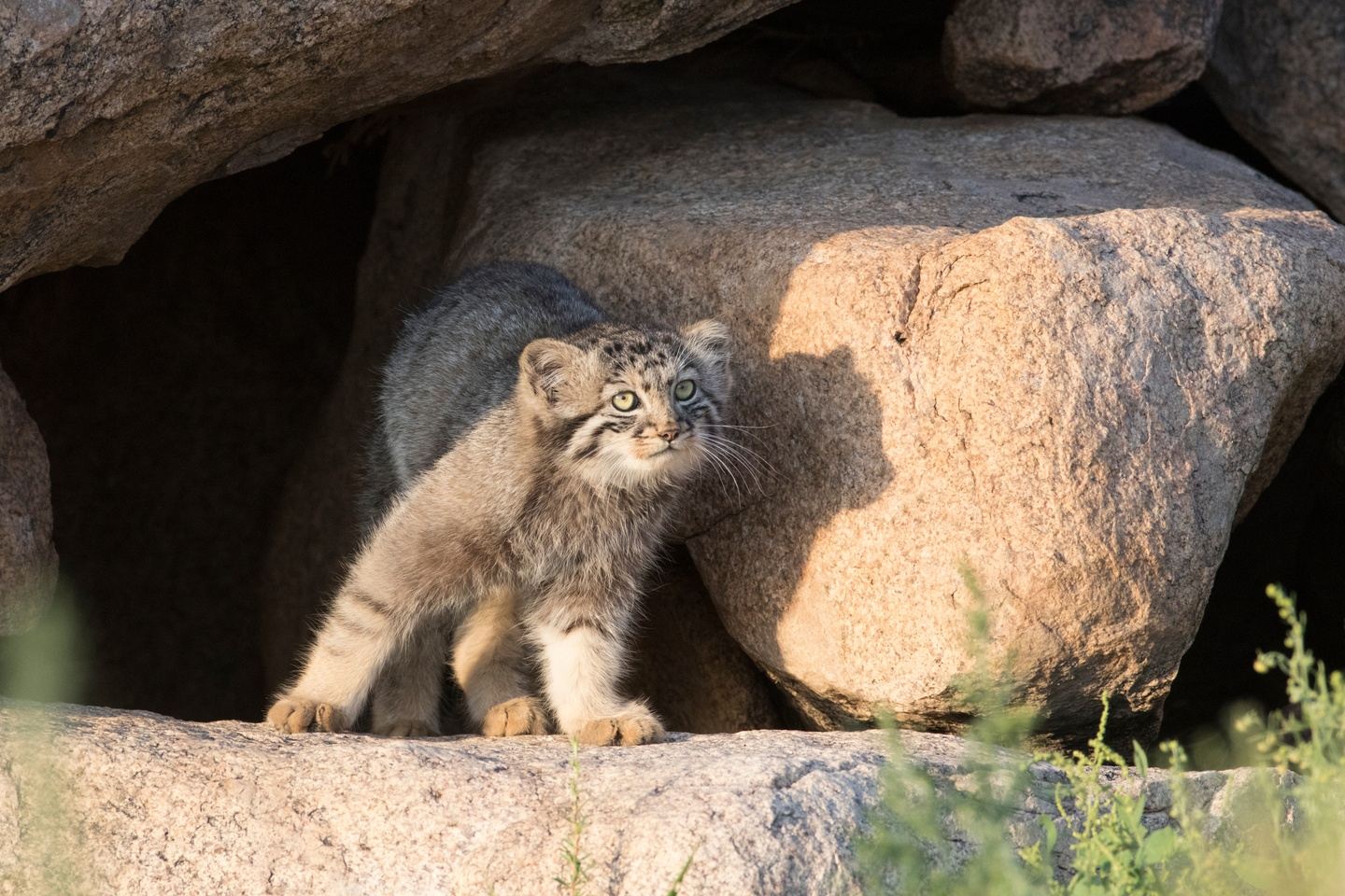 Pallas Cat, Mongolia Scouting Photo Tour Bianca Koch