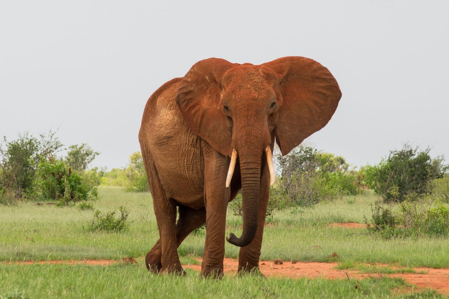 3 DAYS TSAVO EAST SAFARI