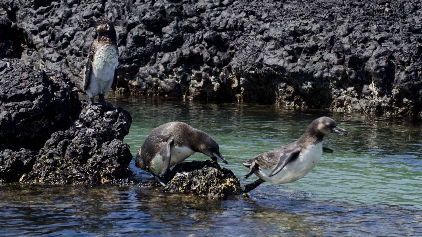 Isabela & Floreana Island Tour 2 Days