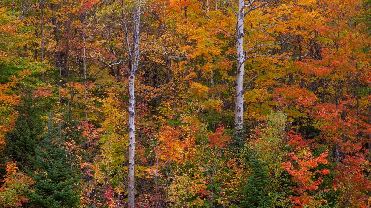 New England Autumn Workshop