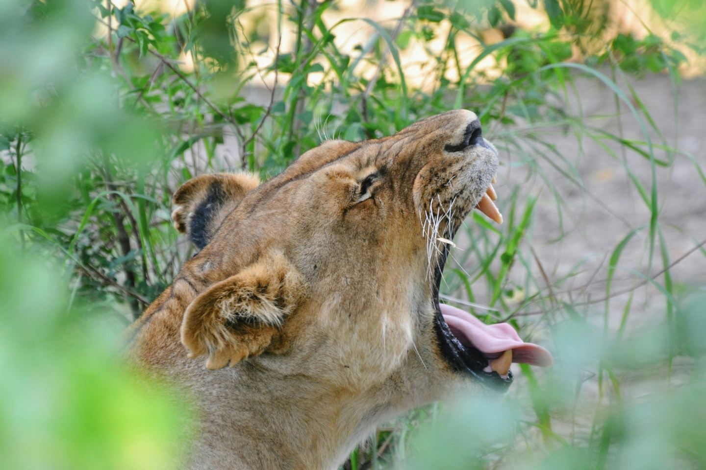 2 Days - Mikumi safari depart from Zanzibar or Dar es salaam