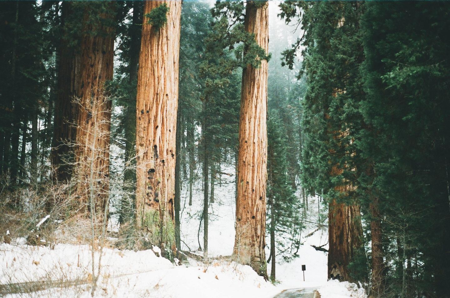 Giant Sequoia Hiking Tour