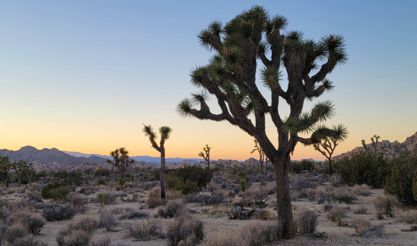 Anvita Joshua Tree Retreat: THE INNER CHILD