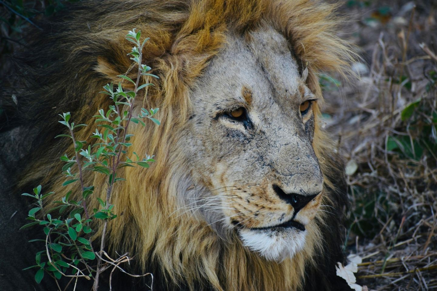 7 Days Botswana Safari
