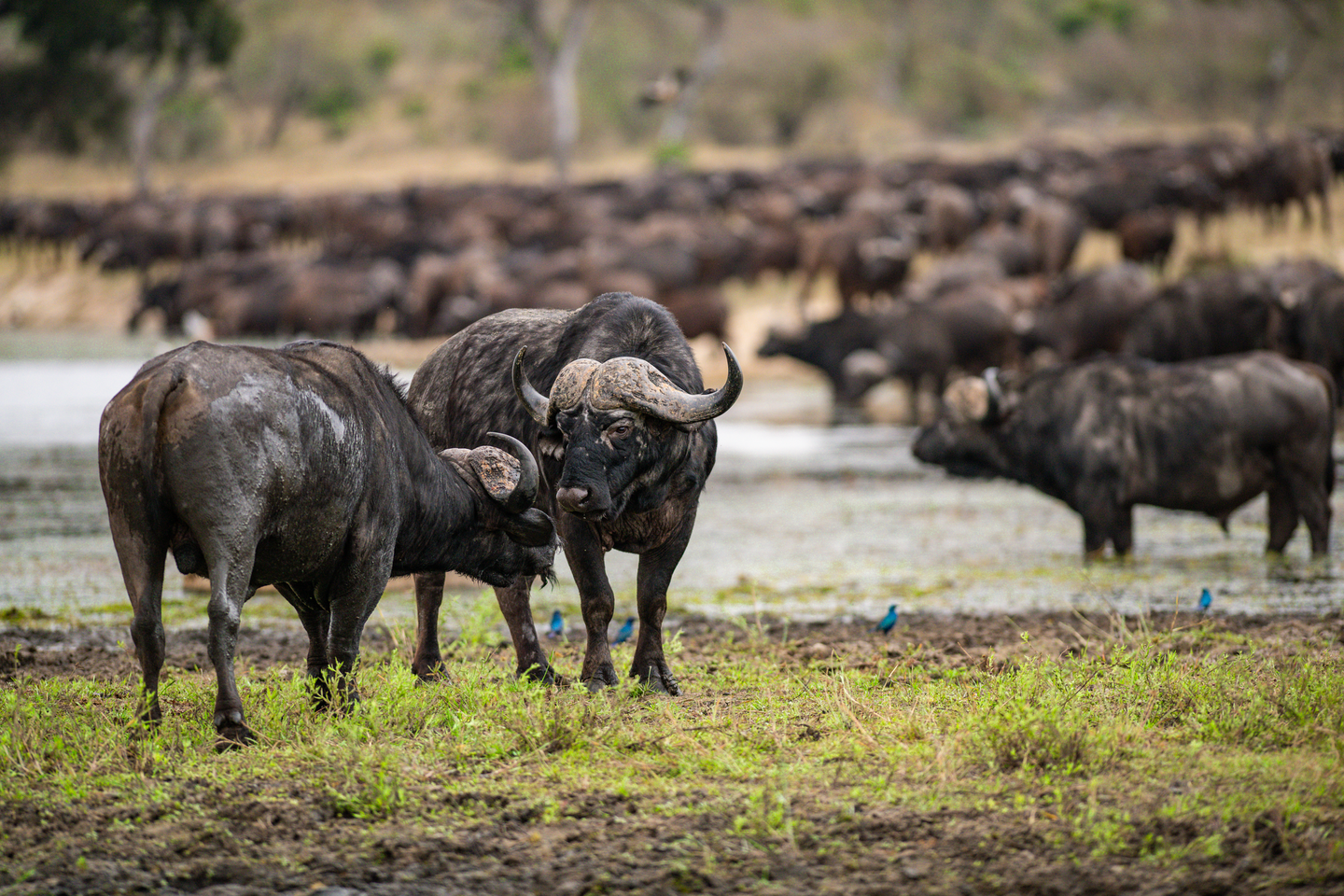 AM or PM Game Drive
