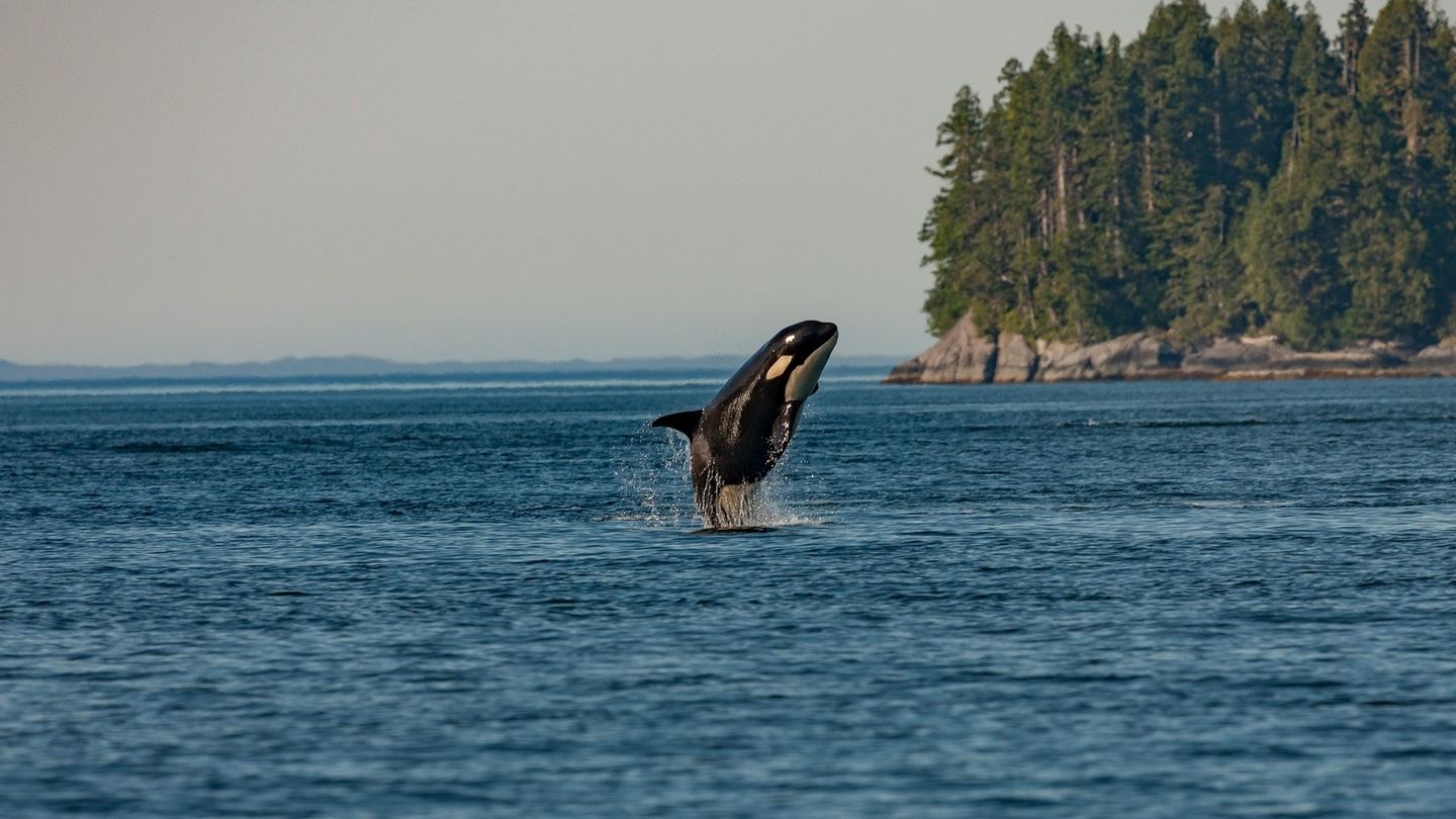 Unlocking Spiritual Depths- Orcas and Breathwork Retreat