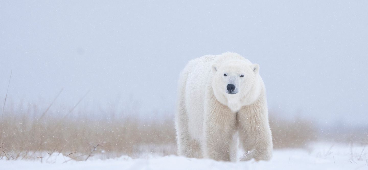 8-Day Polar Bear Photo Tour