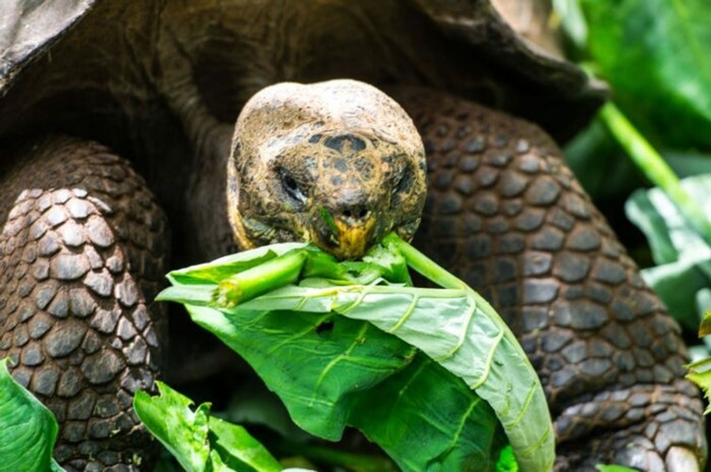 5 Days Galapagos Island Hopping: San Cristobal & Santa Cruz
