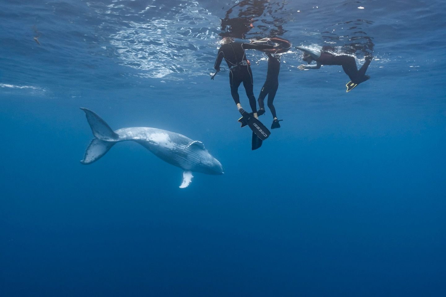 Mo'orea Whale Swim Retreat- 6 day