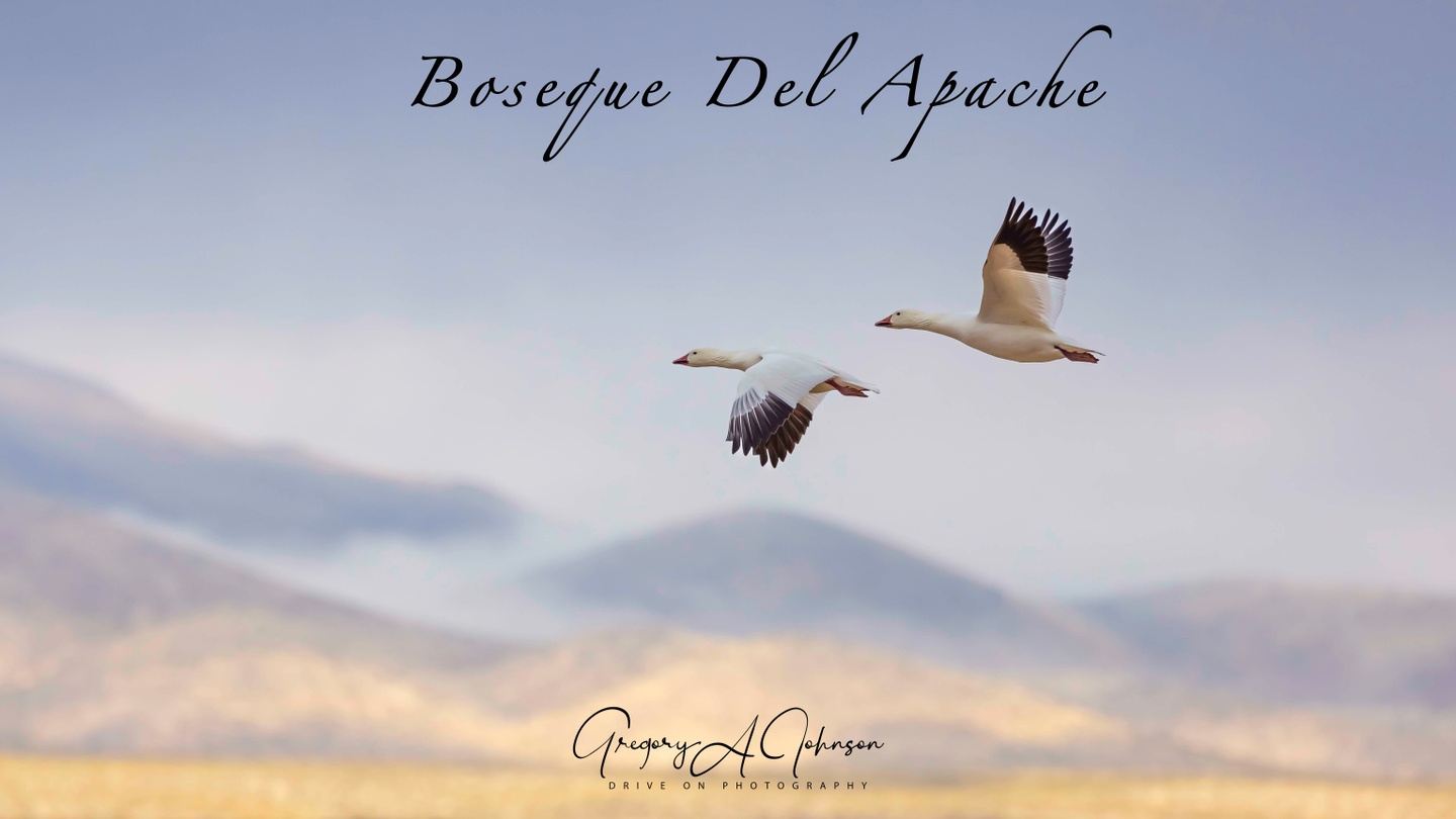 Bosque Del Apache, Session # 1 Nov 30 - Dec 5, 2026