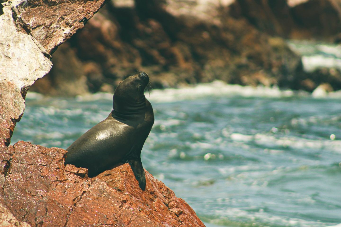 The best of Huacachina and Paracas in 2 days