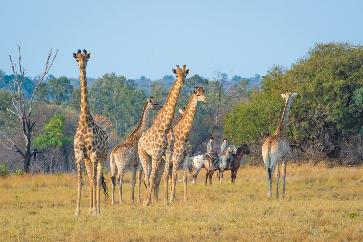 Horizon Horseback Signature Safari (Hosted)