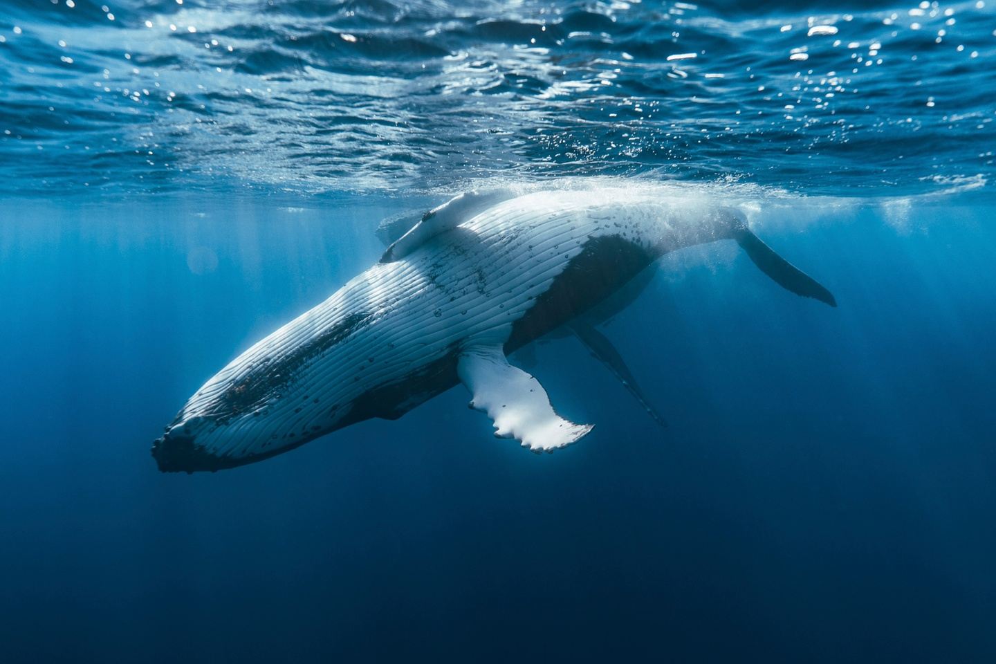 Swim with Humpback Whales August 29- Sept 4, 2027