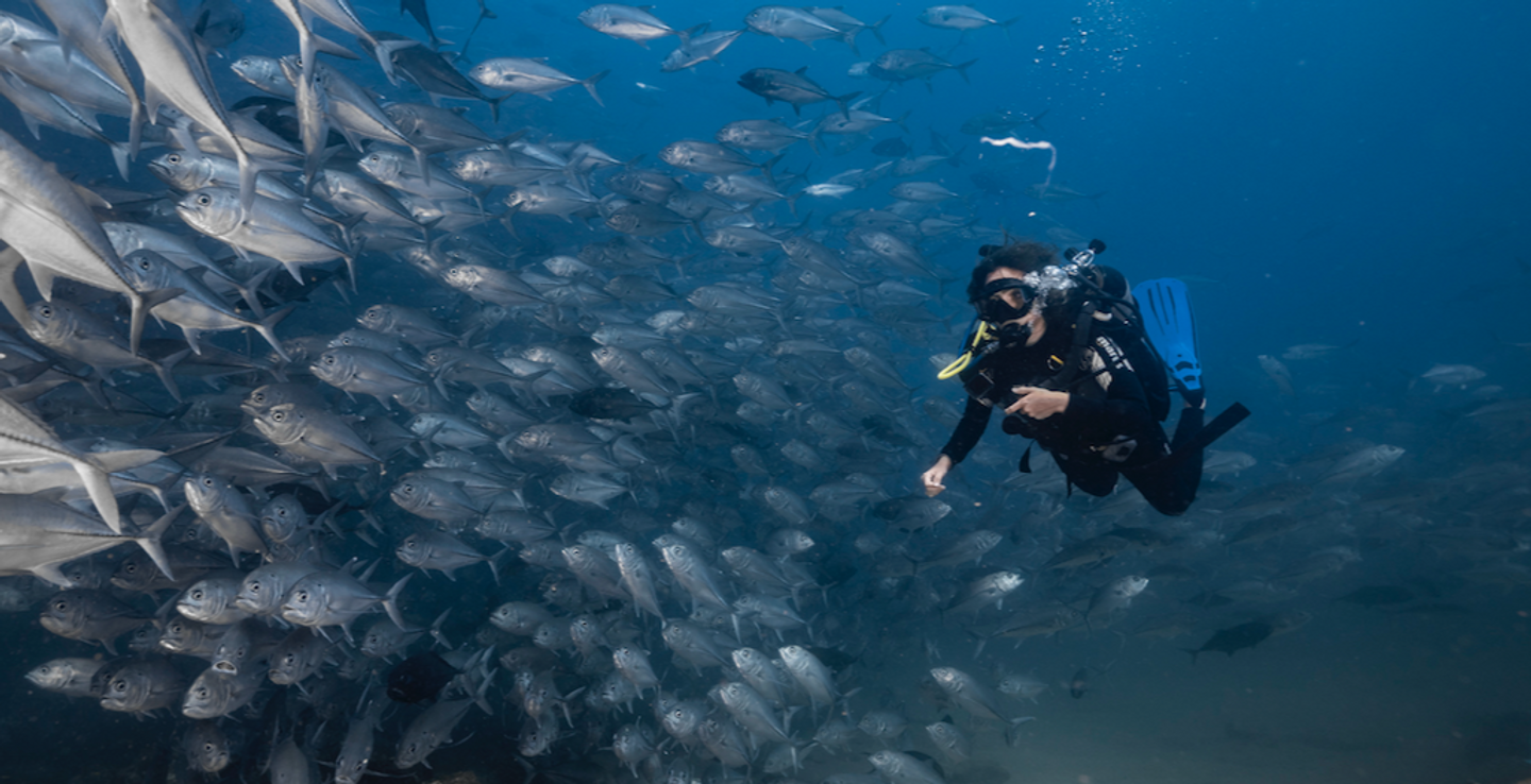 Scuba Diving Cabo San Lucas