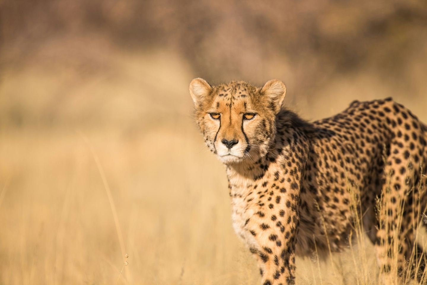 Highlights of Kenya Safari