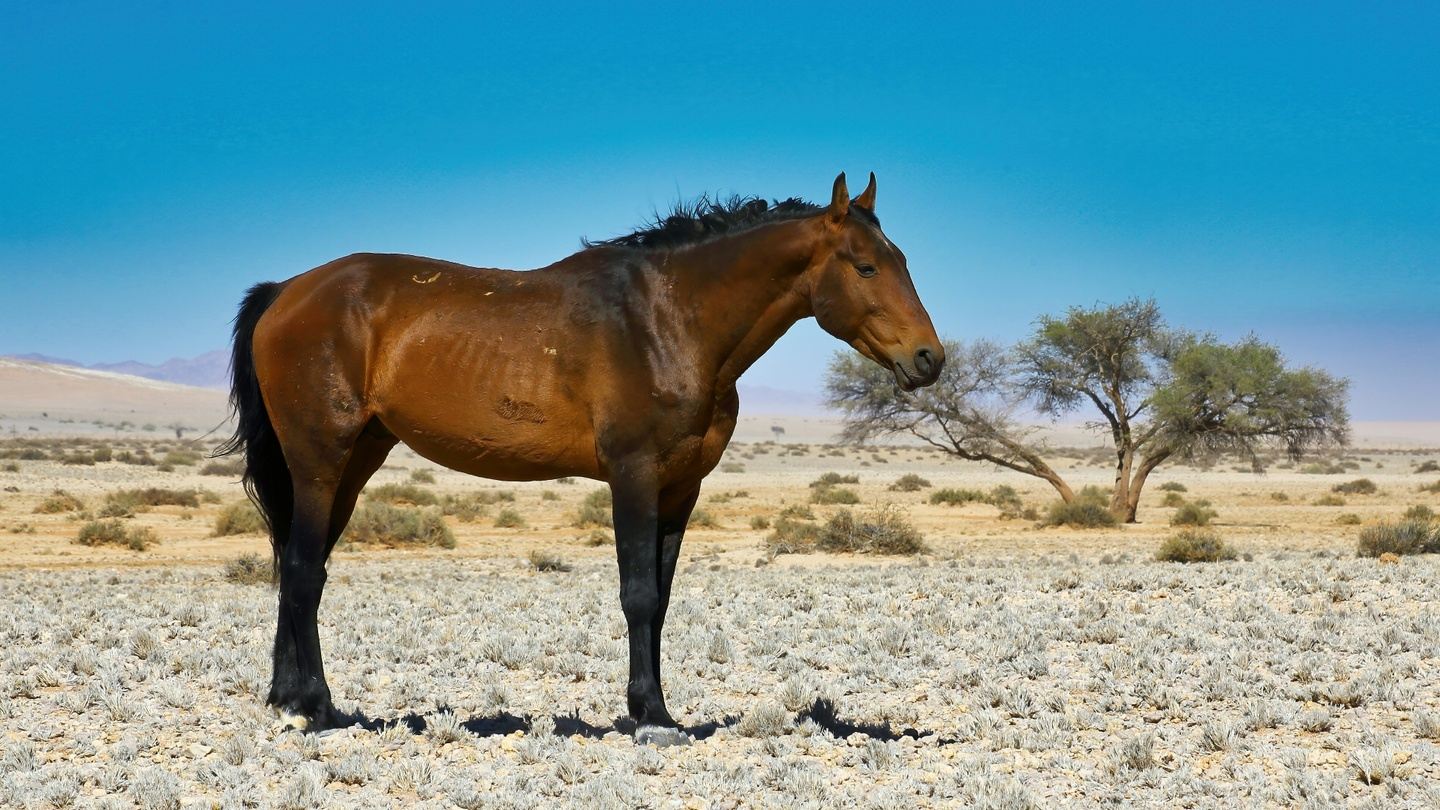 McCullough Peaks Wild Mustang Tour