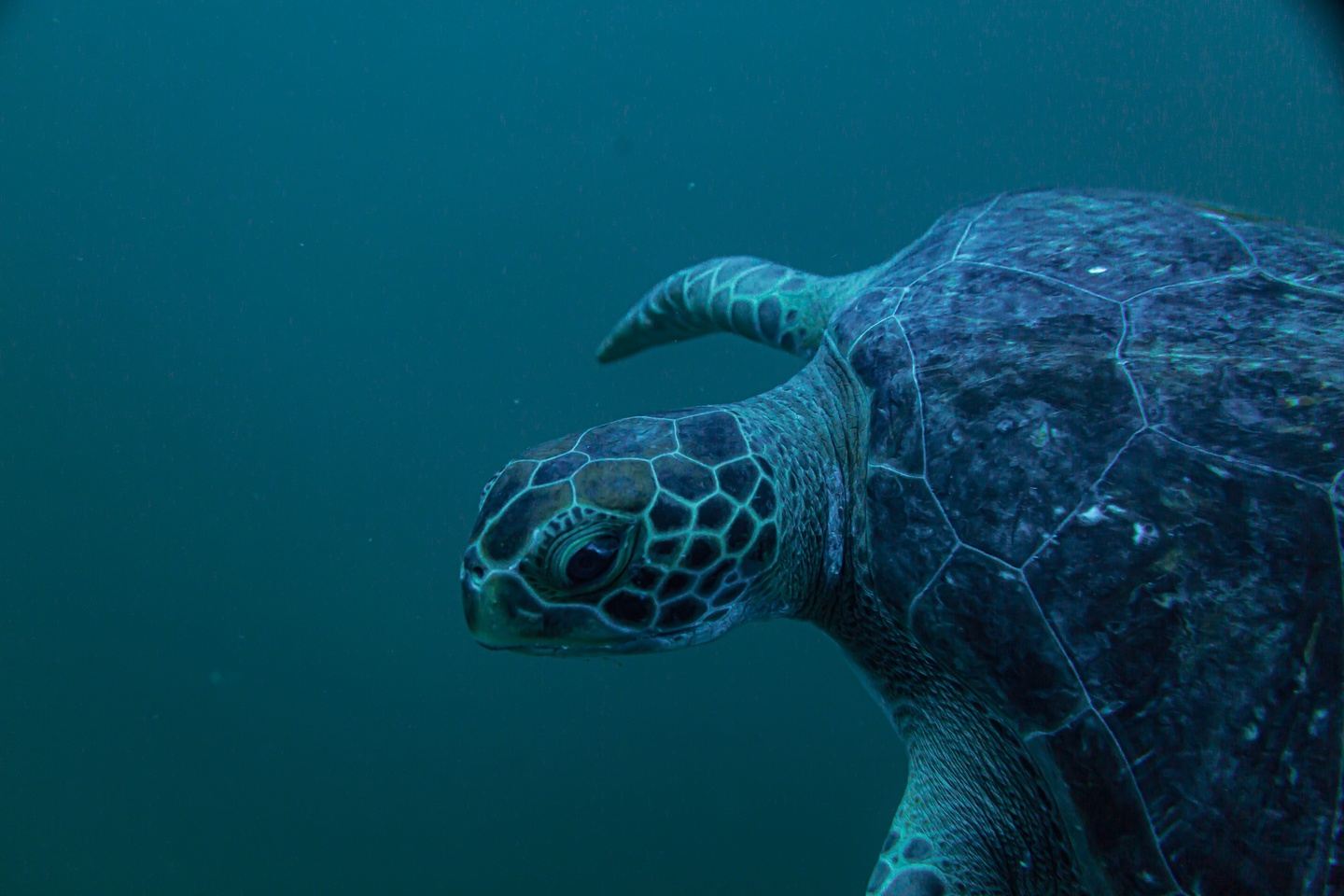 Adventure diving in gordo banks.