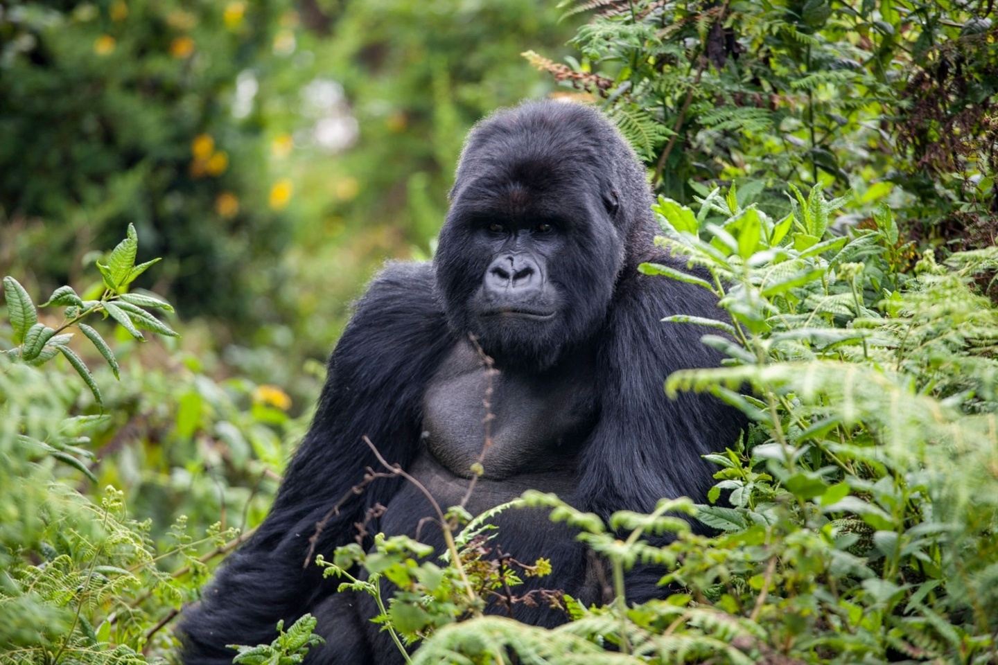 Journey into the Wild-5 Days of Majestic Gorilla Trekking