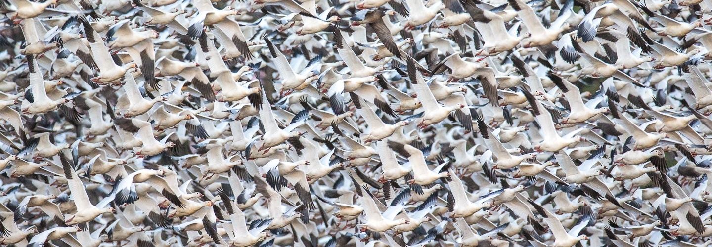 Winter Waterfowl of Eastern NC