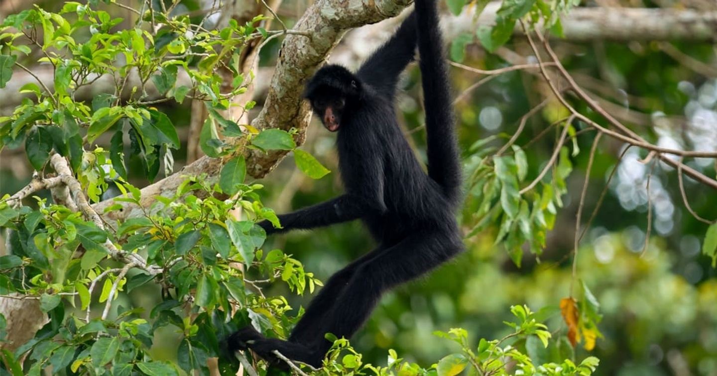 6 Day Manu National Park ending in Pto Maldonado - 25% DEPOSIT!