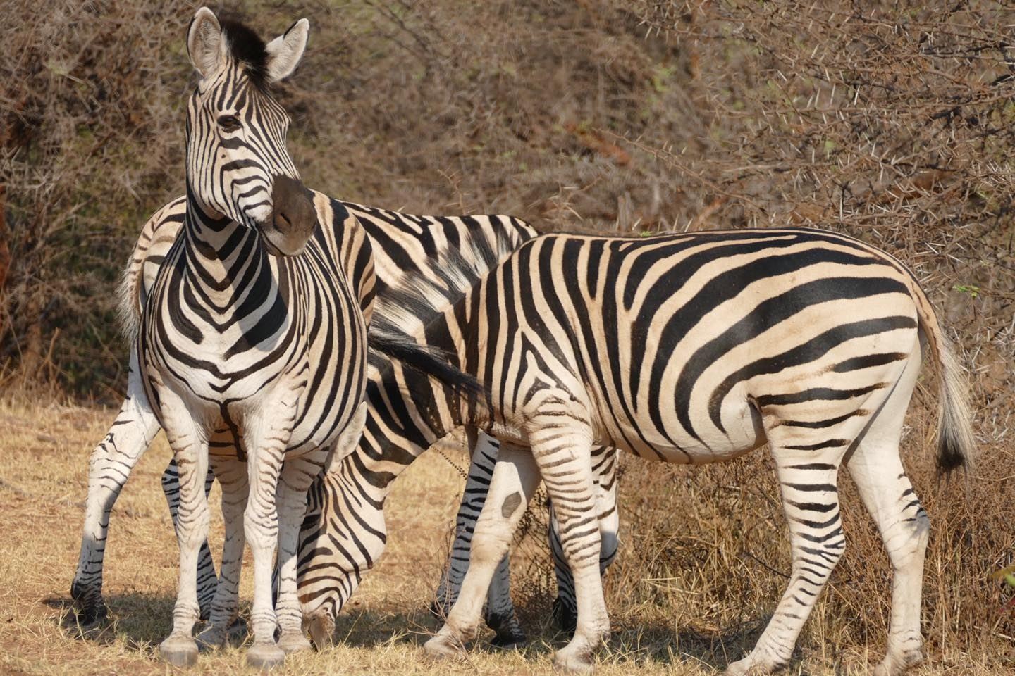 10 Luxury Hwange NP, Chobe NP & Okavango Delta