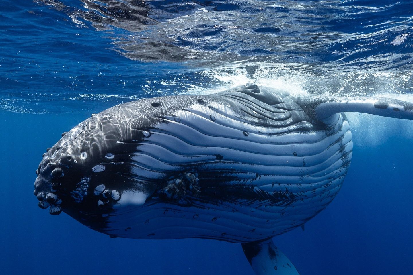 Humpback Whales in Tonga, Sep 1-8, 2026  (5 swim days/7 nights)
