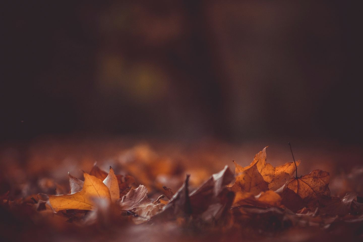Lodge of the Falling Leaves